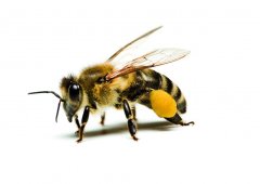 DOTACE BEE-SAFE